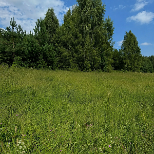 Московская область, муниципальный округ Шаховская, деревня Артёмки